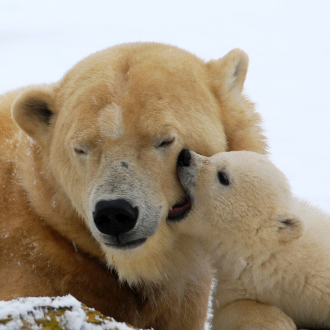 Polar Bear Cubs FAQs Answered