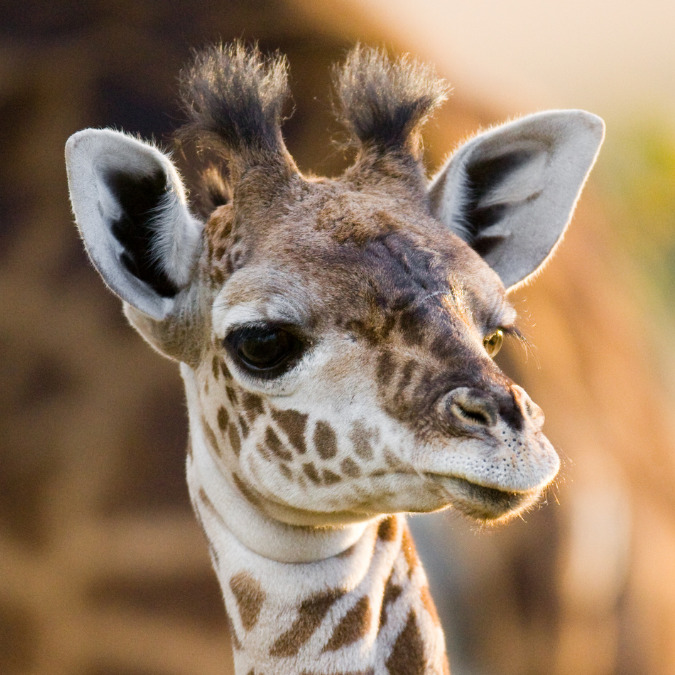 Baby Giraffes FAQs Answered